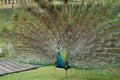 Peacock-King of BirdsÃ¯Â¼Ë4Ã¯Â¼â° Royalty Free Stock Photo